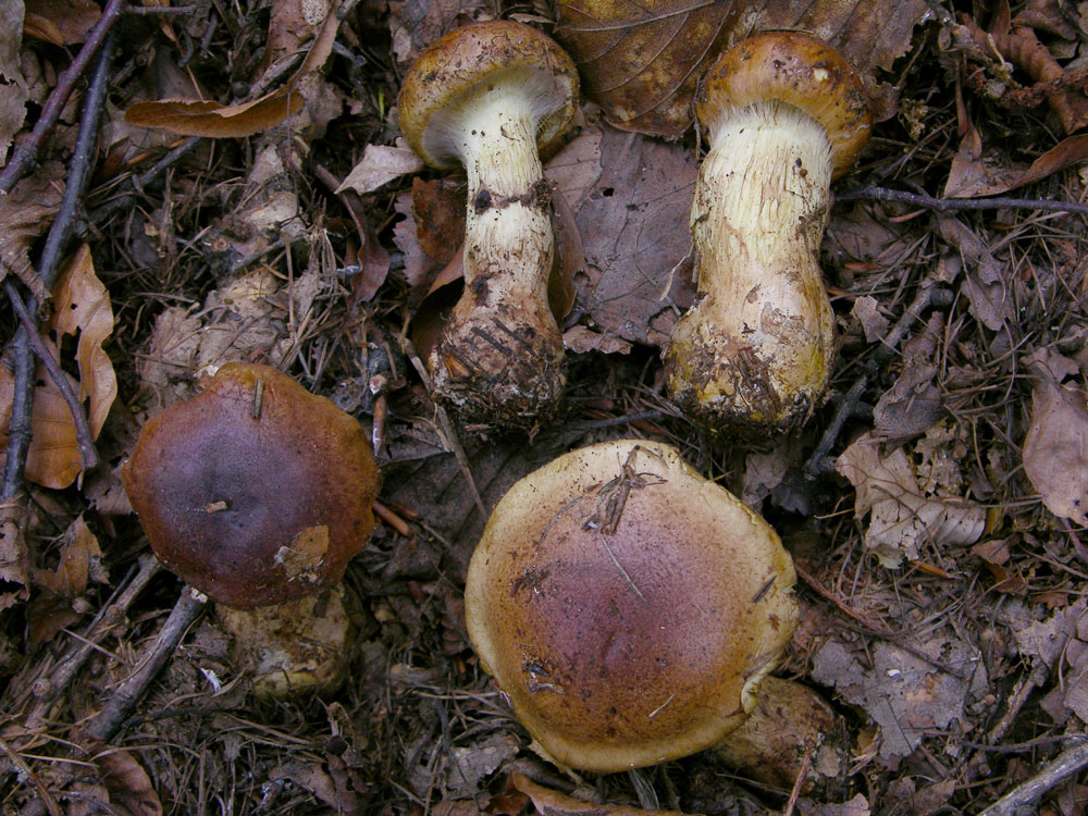 Cortinarius mussivus (Fr.) Melot